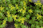 Yellow stonecrop